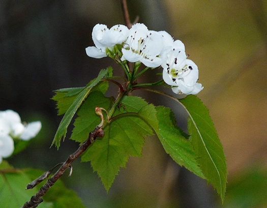 {Crataegus iracunda}